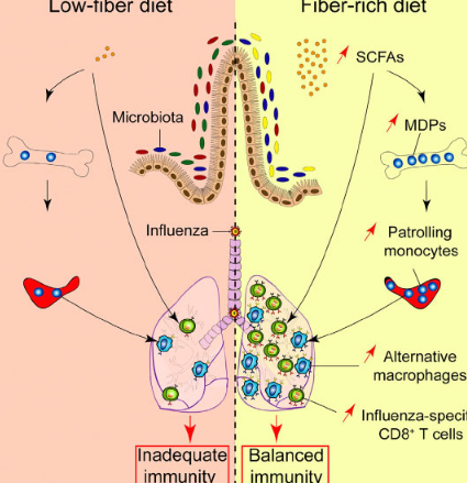 研究表明 膳食纤维可提高流感感染小鼠的存活率