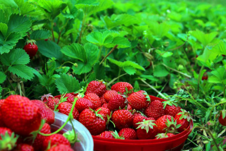 草莓中发现的天然化学物质可以预防与年龄有关的神经退行性疾病