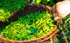 绿茶复合物可能对淀粉样变性 多发性骨髓瘤患者具有挽救生命的潜力