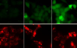 生物学家确定调节呼吸的关键分子