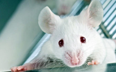 研究人员选择性清除小鼠 老鼠体内不需要的记忆