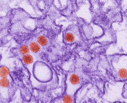 研究人员寨卡病毒参考菌株的序列基因组