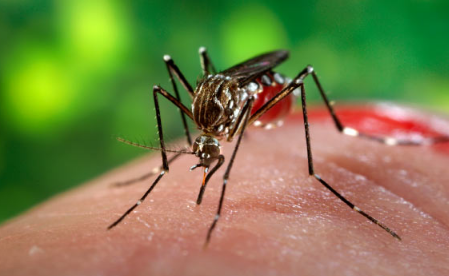 埃及伊蚊首次确诊寨卡病毒传播