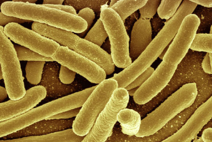 在美国发现了抗泛药的超级细菌