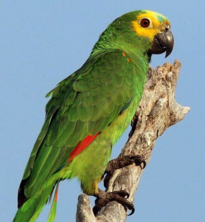 研究人员对绿松石绿松石亚马逊鹦鹉的序列基因组进行了研究