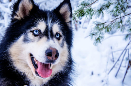 额外的DNA在爱斯基摩犬中产生蓝眼睛