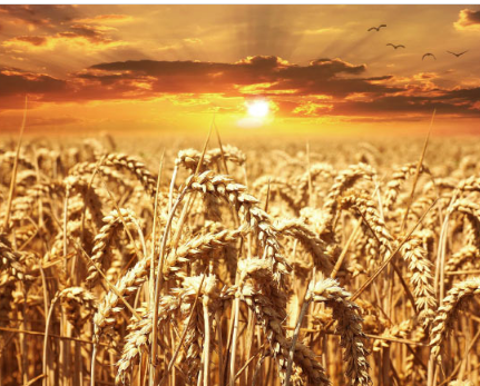 科学家发表面包小麦的全注释参考基因组