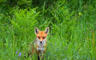 研究人员对红狐狸基因组进行测序