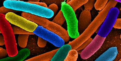 人类基因组可能在确定人类胃肠道中数十亿种微生物的组成中起作用