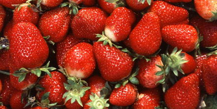 研究表明 草莓提取物可防止紫外线辐射