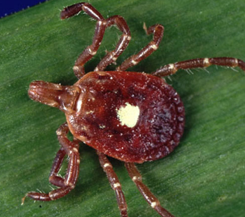 研究表明T虫叮咬可能导致对红肉过敏