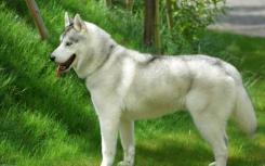 研究发现新世界第一只狗来自西伯利亚