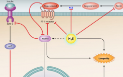 一种名为硫化氢的气态化合物可能在延缓衰老中起着广泛的作用。