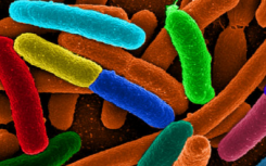 人类基因组可能在确定人类胃肠道中数十亿种微生物的组成中起作用