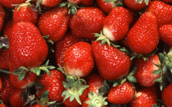 研究表明 草莓提取物可防止紫外线辐射