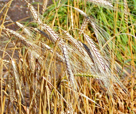 研究人员重建野生小麦的基因组