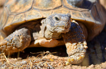 研究人员对莫哈韦沙漠乌龟的序列基因组