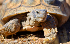 研究人员对莫哈韦沙漠乌龟的序列基因组