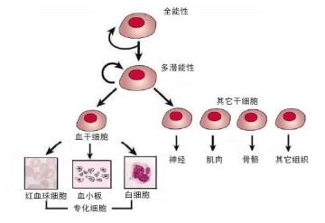 细胞竞争如何纠正胚胎发生过程中嘈杂的形态发生子梯度