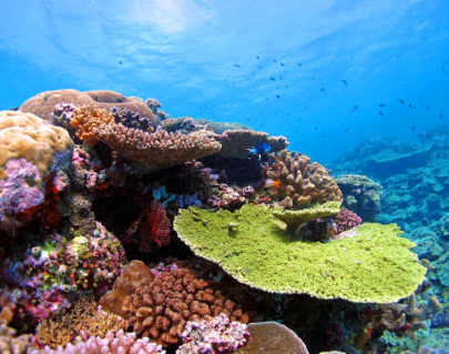 最新研究表明 某些珊瑚具有耐热基因