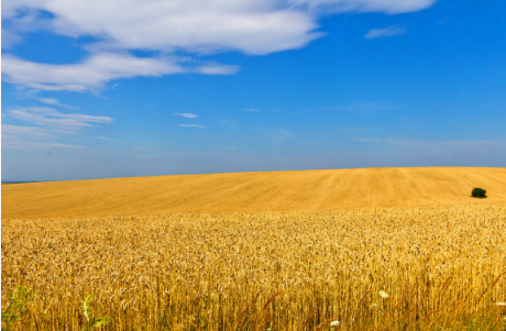 科学家创建小麦品种单倍型图