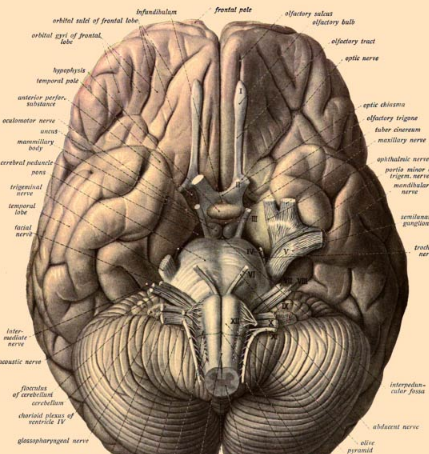 科学家鉴定了尼安德特人的大脑基因