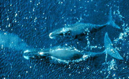 科学家对弓头鲸的序列基因组