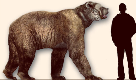 古代线粒体DNA揭示了美洲巨熊的趋同进化