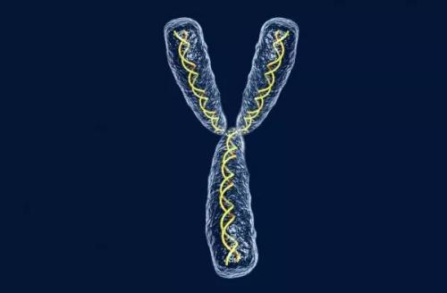 基因科学家完成了穴居人Y染色体的首次分析