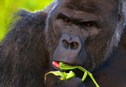 西部低地大猩猩基因组具有更高的准确度