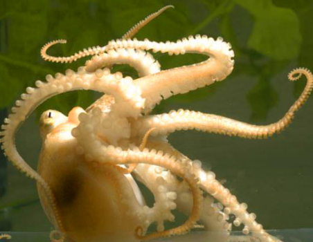科学家加利福尼亚两点章鱼的序列基因组