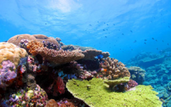 最新研究表明 某些珊瑚具有耐热基因