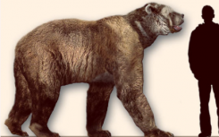 古代线粒体DNA揭示了美洲巨熊的趋同进化