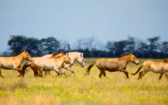 科学家比较了家养马和普氏原羚的马的基因组