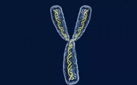 基因科学家完成了穴居人Y染色体的首次分析