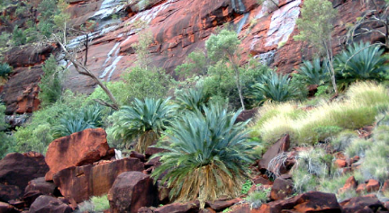 澳大利亚古代植物比以前想像的要年轻