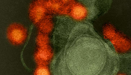 登革热抗体可能会改变寨卡病毒感染的过程
