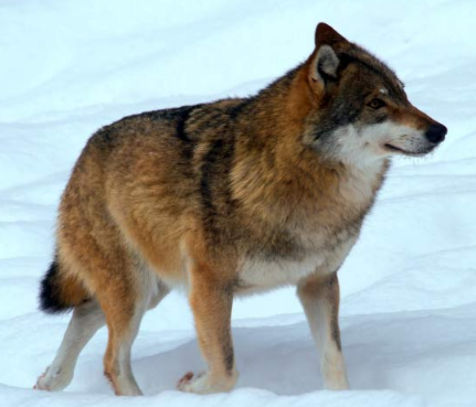狗 狼 Jack狼基因组为狗的驯化提供了更多机会