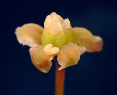 科学家对独特开花植物三叶草Amborella trichopoda的序列基因组