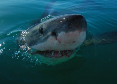 科学家发现惊人的大白鲨与人类相似