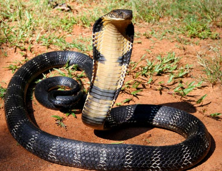 遗传学家对缅甸蟒蛇眼镜王蛇的基因组进行测序