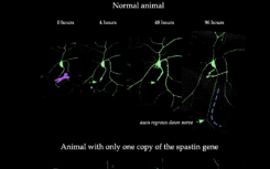 科学家确定了神经再生所需的基因