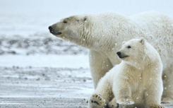 研究显示北极熊比以前的思想进化得更早