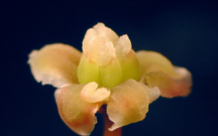 科学家对独特开花植物三叶草Amborella trichopoda的序列基因组