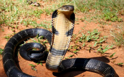 遗传学家对缅甸蟒蛇眼镜王蛇的基因组进行测序