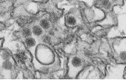 寨卡病毒的新小鼠模型可立即筛查潜在的药物和疫苗