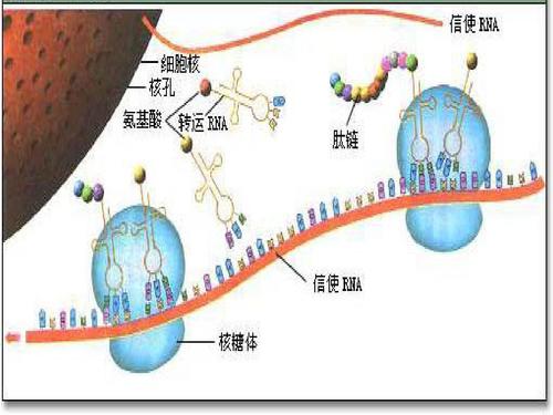 研究人员使用AI识别蛋白质上的RNA结合位点