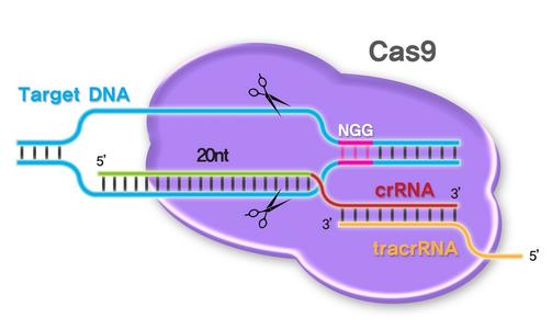 改进的Cas9酶减少了脱靶CRISPR突变的机会
