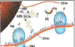 研究人员使用AI识别蛋白质上的RNA结合位点