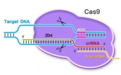 改进的Cas9酶减少了脱靶CRISPR突变的机会